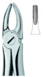 Incisors and Bicuspids 2